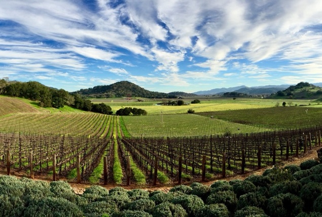 Gargiulo Vineyards